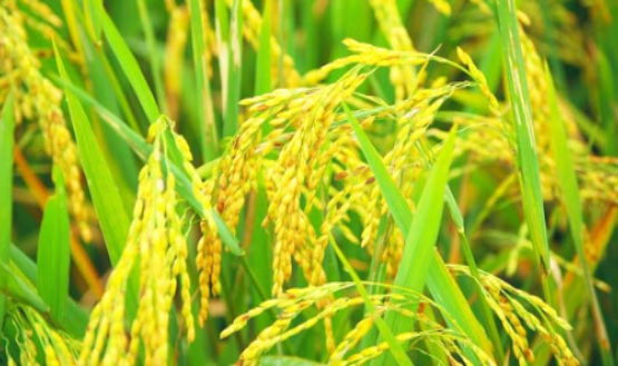 Read more about the article Rice Farming Could be an Opportunity for Job Creation in Sierra Leone; through “Feed Salone Project”