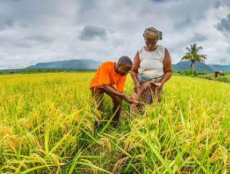 Read more about the article Agriculture is the way to Sierra Leone’s prosperity