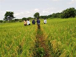 Read more about the article Challenges to food security in SL