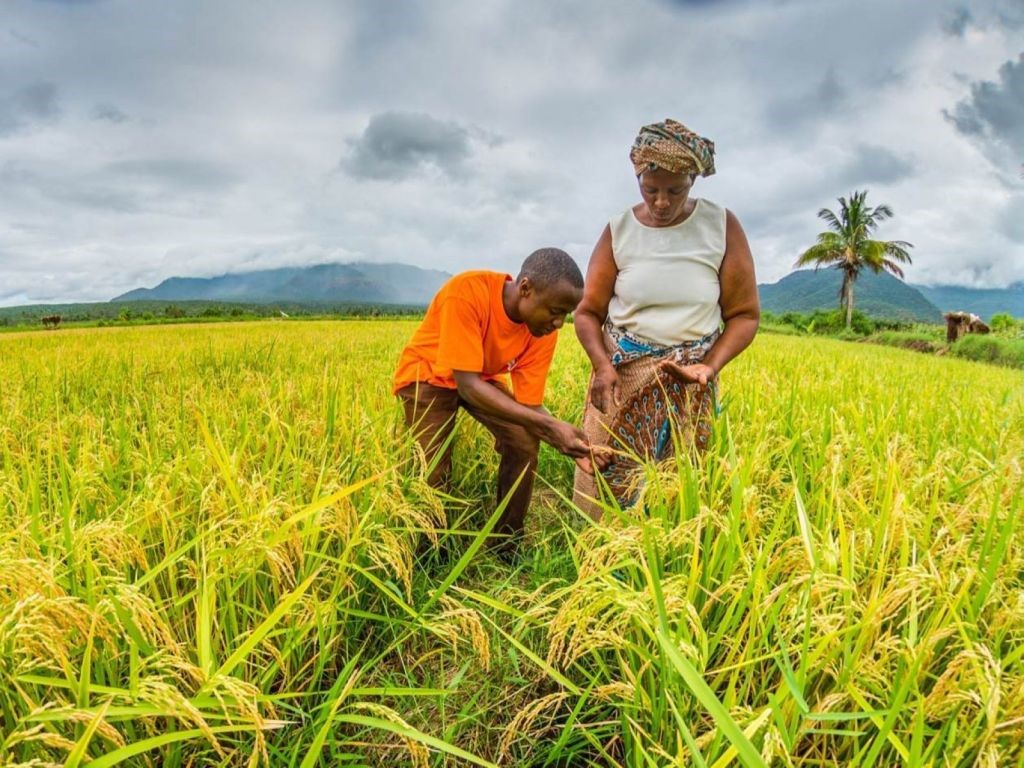 Read more about the article Agriculture in Lungi: A Vital Pillar of the Local Economy