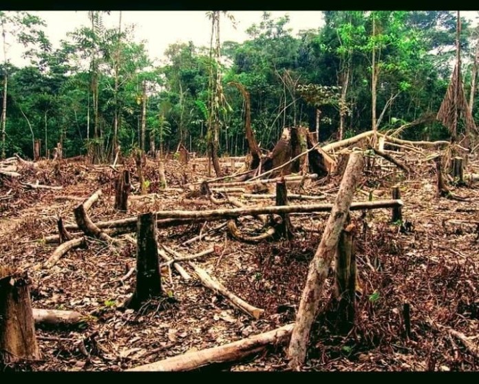 Read more about the article Deforestation and Pollution Heighten Climate Related Challenges in Lusary 