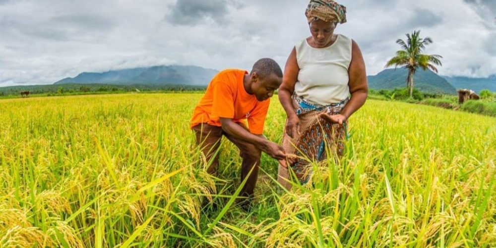 Agriculture in lungi