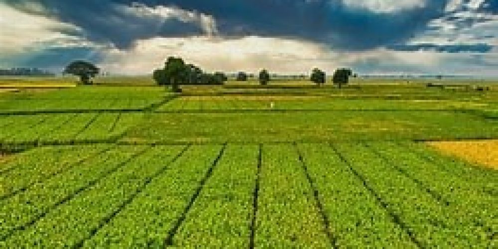 Could Agriculture Be