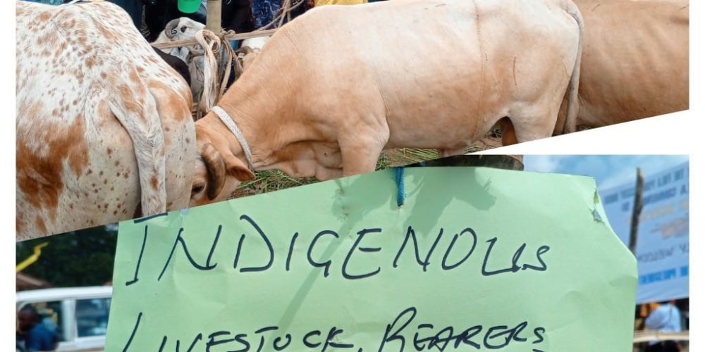 Indigenous Livestock rears