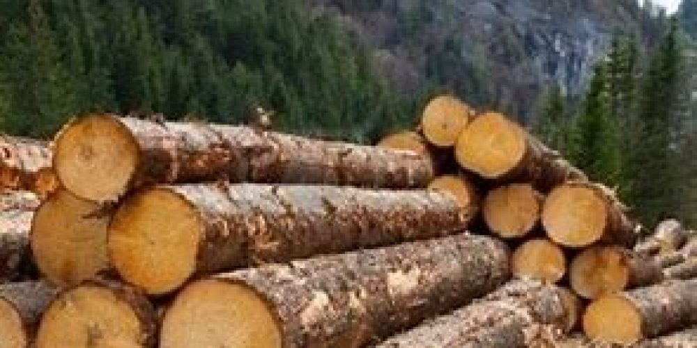 Temporal Ban On Timber Logging