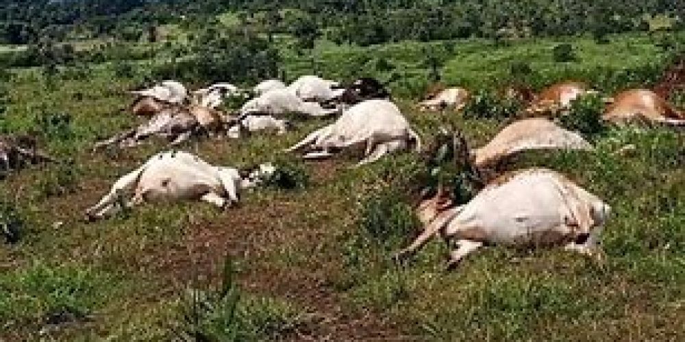 Thunderstorm Leaves 28 cattle dead