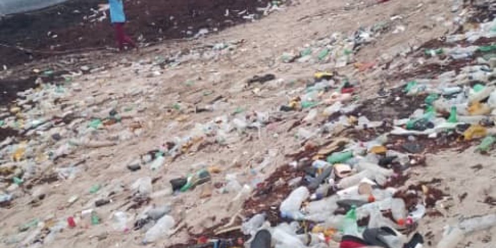 massive seaweed invasion disrupts